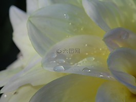 嬌琴紗,大麗花,秋季