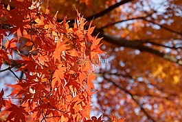 楓葉,日本楓樹,紅葉