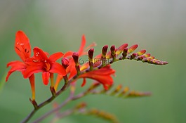 鮮花,紅色的花朵,性質(zhì)