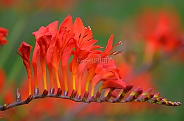 鮮花,紅色的花朵,性質(zhì)