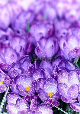 藏紅花,花,開花