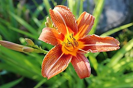 花,自然,植物