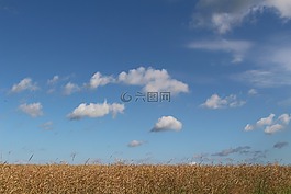 油菜籽場,褪色,夏季