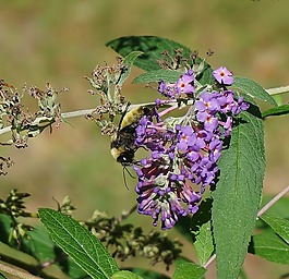 大黃蜂,蜜蜂,昆蟲