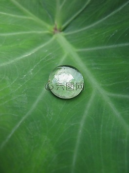 自然,葉,水