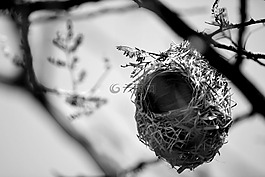 鳥(niǎo)巢,住房,自然