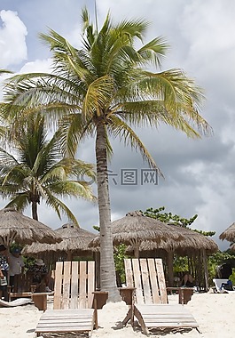 海灘,椅子,棕櫚