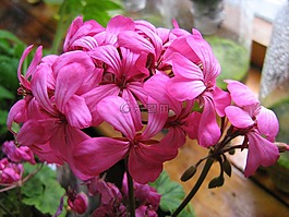 天竺葵,春天,鮮花