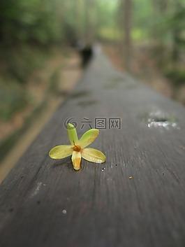 花,自然,花的