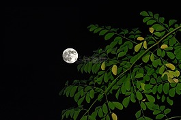 全,月亮,夜
