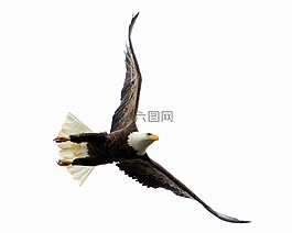 鳥,猛禽,野生動(dòng)物