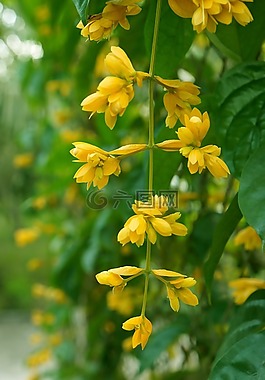 黃色的花,一束花,葡萄藤