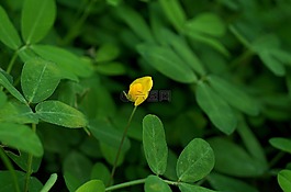 花,孤独的,黄