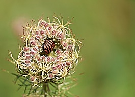 bug,帶 bug,graphosoma蠅