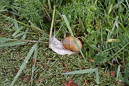 蝸牛,草,綠色