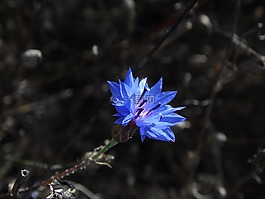 開花,花園,植物群