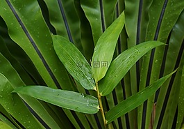 叶子,壁纸,蓝色