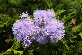 紫色,花,紫色的花朵