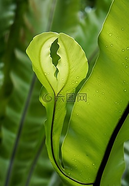 绿叶,蕨类植物,天性