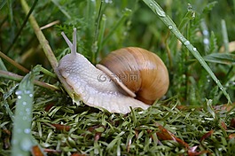 蝸牛,草,綠色