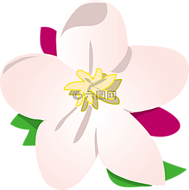 苹果,花,开花