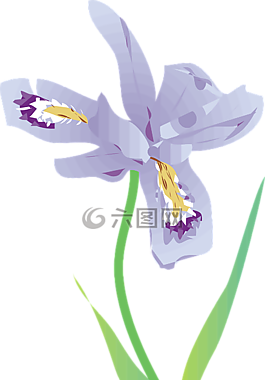 野生鸢尾属,花,紫色
