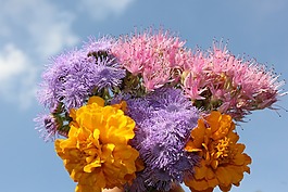 紫色,花,紫色的花朵