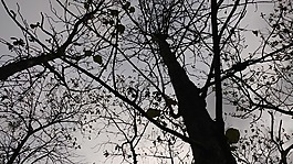 側(cè)影,樹,生態(tài)