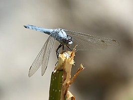 藍(lán)蜻蜓,分支機(jī)構(gòu),濕地