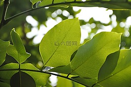 葉,自然,綠色