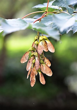 楓葉,水果,楓樹果