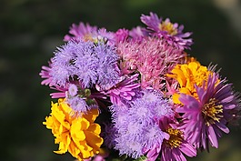 紫色,花,紫色的花朵