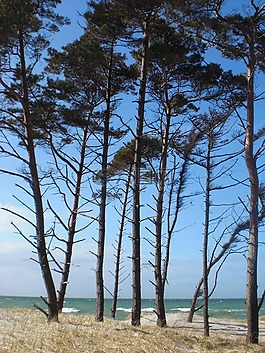 波羅的海,海灘,樹木