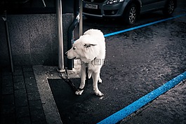 狗,白,動物