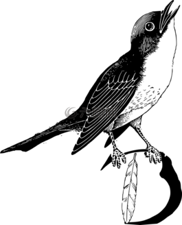 動(dòng)物,鳥嘴,鳥