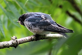 房子馬丁的,鳥,動物