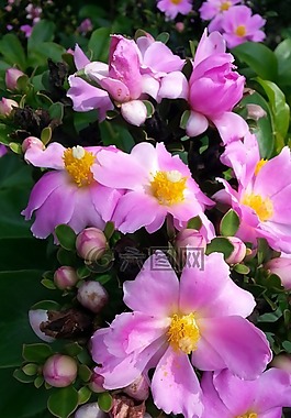 pereskia,仙人掌,花