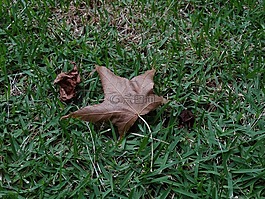 葉,性質(zhì),草