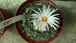 仙人掌,花,荊棘