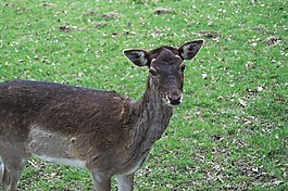 獐鹿,野生,動物