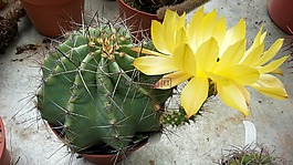 仙人掌,echinocereus,花