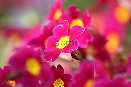 鮮花,早上,紫