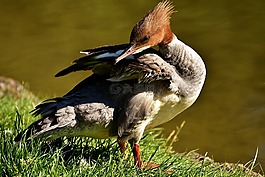 秋沙鴨,普通秋沙鴨,鴨鳥