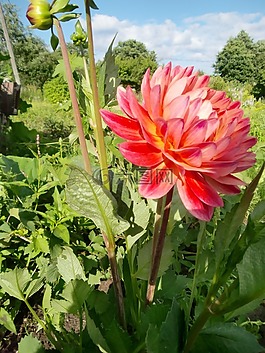 花,源語(yǔ)言,紅色