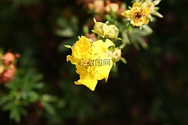黃色的花,花園,罌粟
