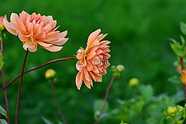 大丽花,dahlia cultivas,花