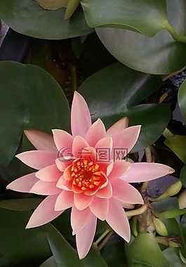 水百合,蓮花,植物