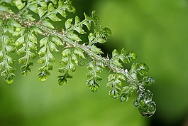 蕨類,雨滴,綠色