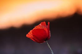 花,性質(zhì),廠
