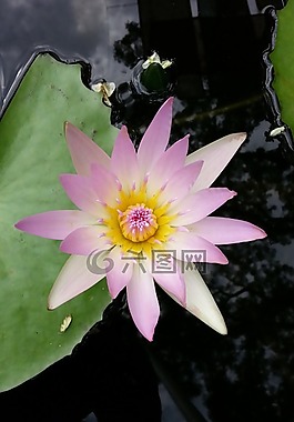 水百合,蓮花,植物